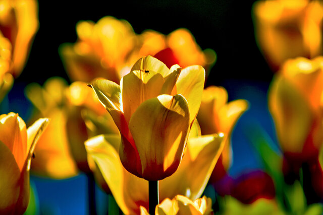 Www.iqphotograph.com