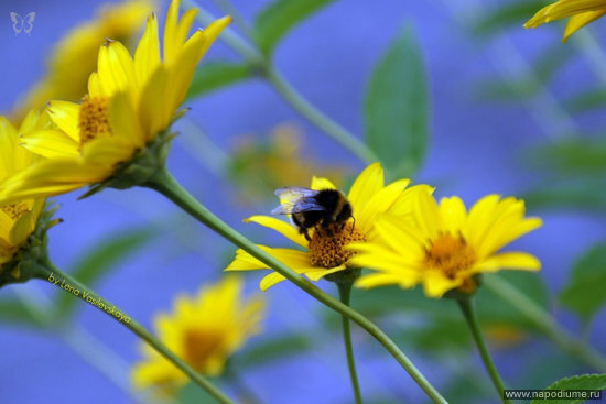 Lena Vasilevskaa's photo