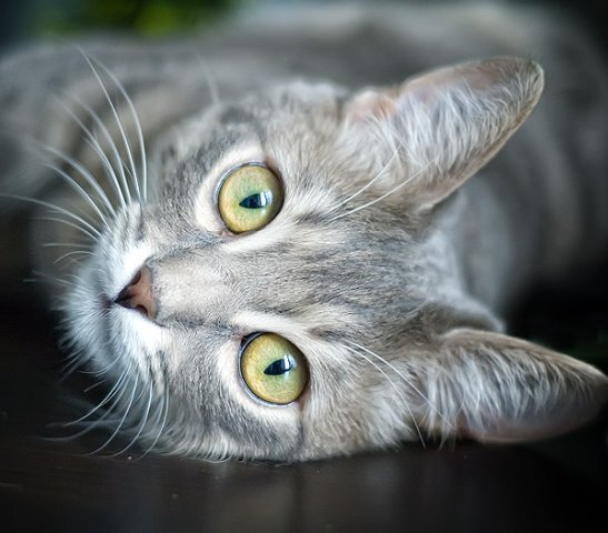 Anton Kapitanov's photo